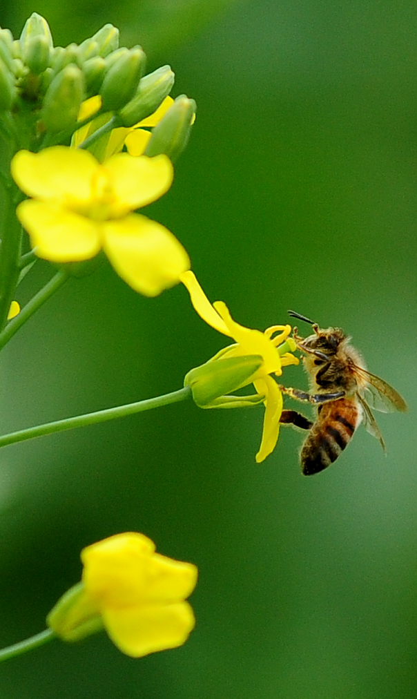 미국 하버드대 연구진은 꿀벌이 사라지면 과일 생산량 23%, 채소 16%, 견과류 22%가 줄어들어 매년 142만명 이상이 추가로 사망할 수 있다는 전망을 내놓기도 했다. 서울신문 DB