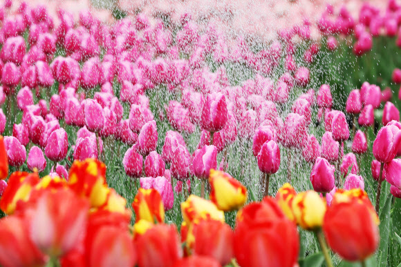 9일 오전 경기도 용인시 에버랜드 초화지소에서 튤립이 직원들이 뿌려주는 물을 맞고 있다. 2023.3.9 연합뉴스
