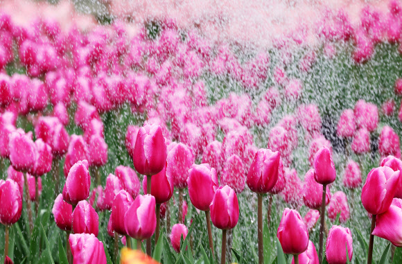 9일 오전 경기도 용인시 에버랜드 초화지소에서 튤립이 직원들이 뿌려주는 물을 맞고 있다. 2023.3.9 연합뉴스