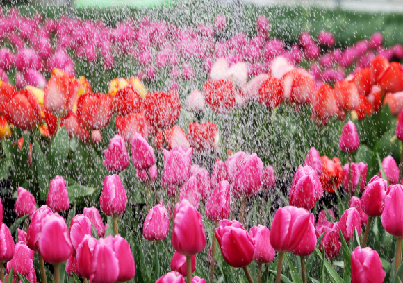 9일 오전 경기도 용인시 에버랜드 초화지소에서 튤립이 직원들이 뿌려주는 물을 맞고 있다. 2023.3.9 연합뉴스