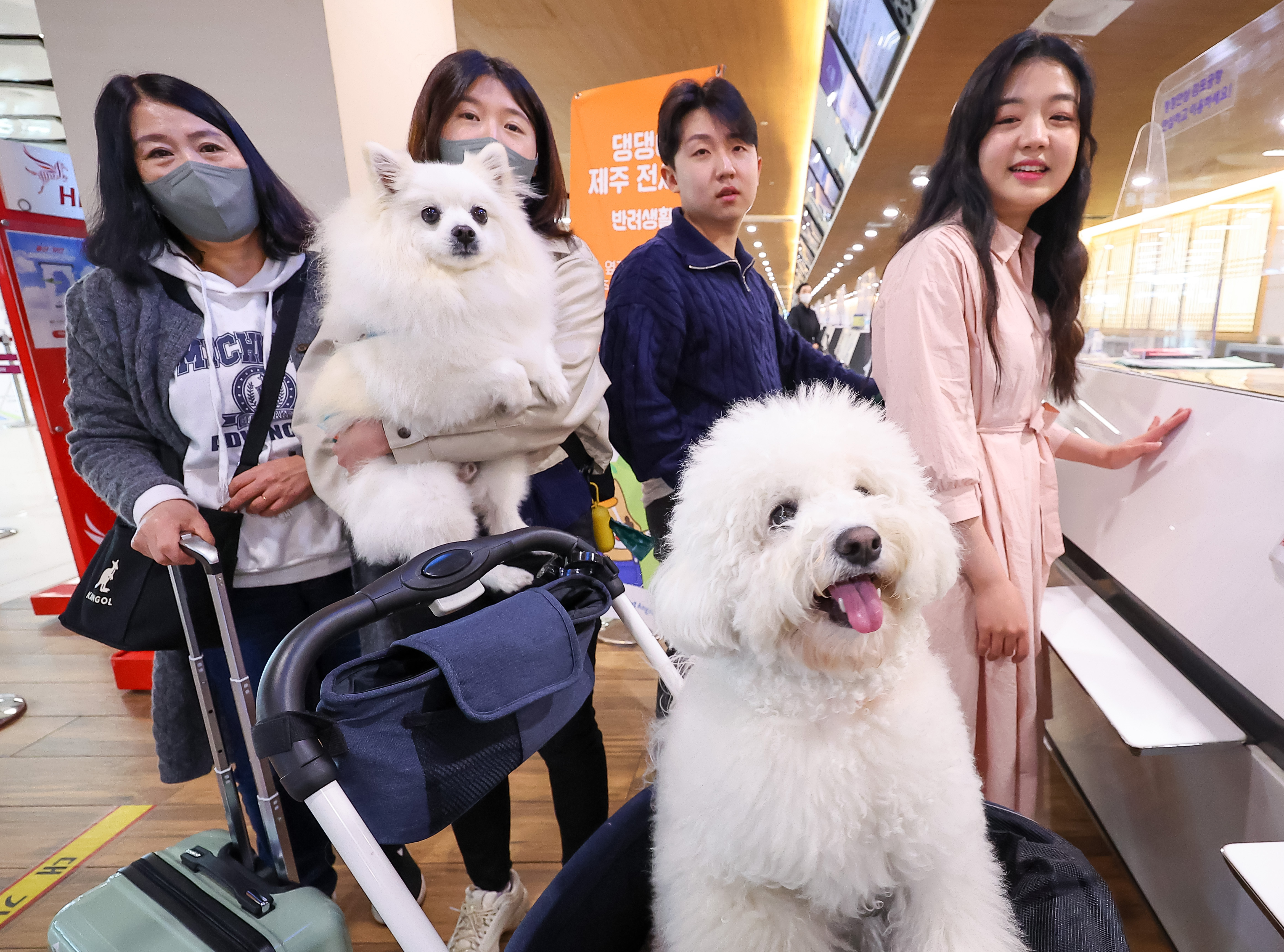 반려동물와 함께 제주로 ‘댕댕이 제주 전세기 상