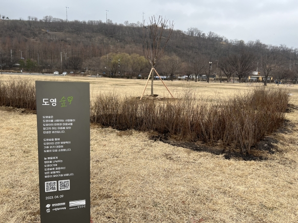 서울 난지한강공원에 NCT 도영숲의 모습. 서울시 제공