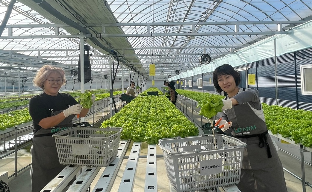 충남 천안시의 동천안농협이 운영 중인 스마트팜에서 교육생이 재배한 샐러드용 채소를 선보이고 있다. 천안시 제공