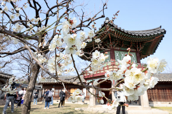 21일 오후 서울 종로구 창덕궁을 찾은 시민들이 낙선재 일대를 관람하며 봄의 정취를 만끽하고 있다. 창덕궁은 이날부터 4월 6일까지 매주 화요일~목요일 오후에 낙선재 후원 일대를 둘러보는 ‘봄을 품은 낙선재’ 프로그램을 운영한다. 2023.3.21 연합뉴스