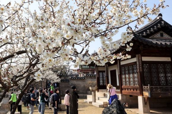 21일 오후 서울 종로구 창덕궁을 찾은 시민들이 봄꽃이 만개한 낙선재 후원을 관람하고 있다. 창덕궁은 이날부터 4월 6일까지 매주 화요일~목요일 오후에 낙선재 후원 일대를 둘러보는 ‘봄을 품은 낙선재’ 프로그램을 운영한다. 2023.3.21 연합뉴스