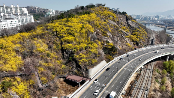 서울 지역 낮 기온이 24도를 기록하는 등 전국적으로 포근한 날씨를 보인 22일 서울 성동구 응봉산에 개나리가 활짝 피어 있다. 기상청은 목요일인 23일 전국이 대체로 흐리고 비가 내릴 것으로 예보했다. 2023.3.22 연합뉴스