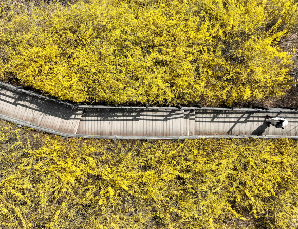 서울 지역 낮 기온이 24도를 기록하는 등 전국적으로 포근한 날씨를 보인 22일 서울 성동구 응봉산에 개나리가 활짝 피어 있다.      기상청은 목요일인 23일 전국이 대체로 흐리고 비가 내릴 것으로 예보했다. 2023.3.22 연합뉴스