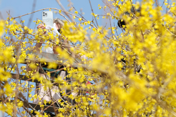 포근한 날씨가 이어진 22일 서울 성동구 응봉산을 찾은 시민이 개나리를 촬영하고 있다. 2023.3.22 연합뉴스