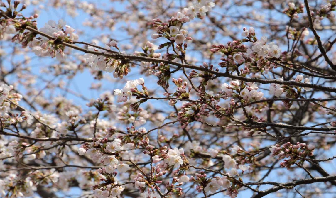 계룡산 벚꽃 군락단지 개화 사진