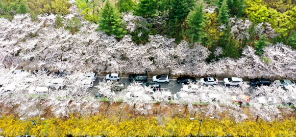 26일 오후 대구 달서구 이월드에 벚꽃과 개나리가 만개해 봄나들이객들의 발길을 이끌고 있다. 2023.3.26 연합뉴스