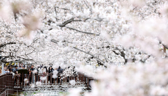 진해군항제가 열리는 26일 오후 경남 창원시 진해구 여좌천 일대에서 관광객이 활짝 핀 벚꽃을 배경으로 봄 추억을 만들고 있다.  전국 최대 벚꽃 축제인 진해군항제는 오는 4월 3일까지 창원시 일대에서 열린다. 2023.3.26 연합뉴스