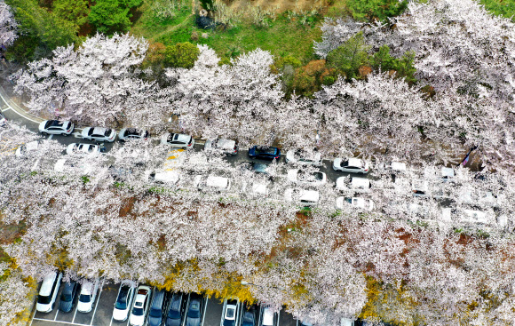 26일 오후 대구 달서구 이월드에 벚꽃과 개나리가 만개해 봄나들이객들의 발길을 이끌고 있다. 2023.3.26 연합뉴스