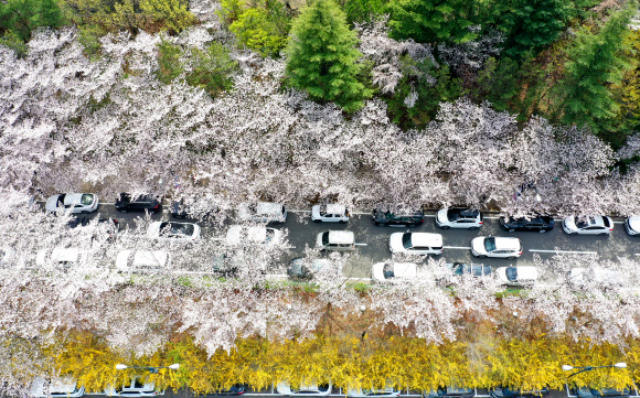 26일 오후 대구 달서구 이월드에 벚꽃과 개나리가 만개해 봄나들이객들의 발길을 이끌고 있다. 2023.3.26 연합뉴스