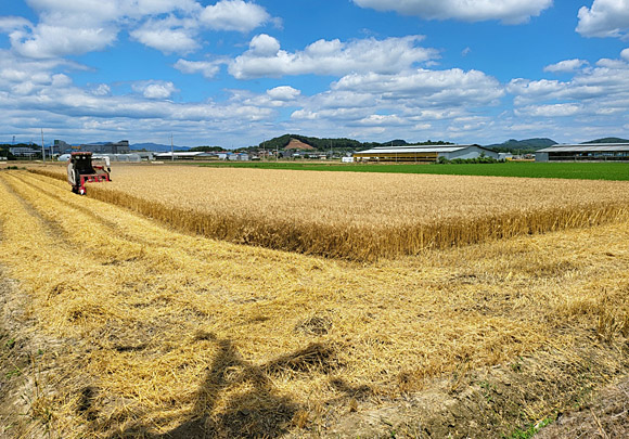 밀 생산단지 수확 모습. 농수산식품유통공사 제공