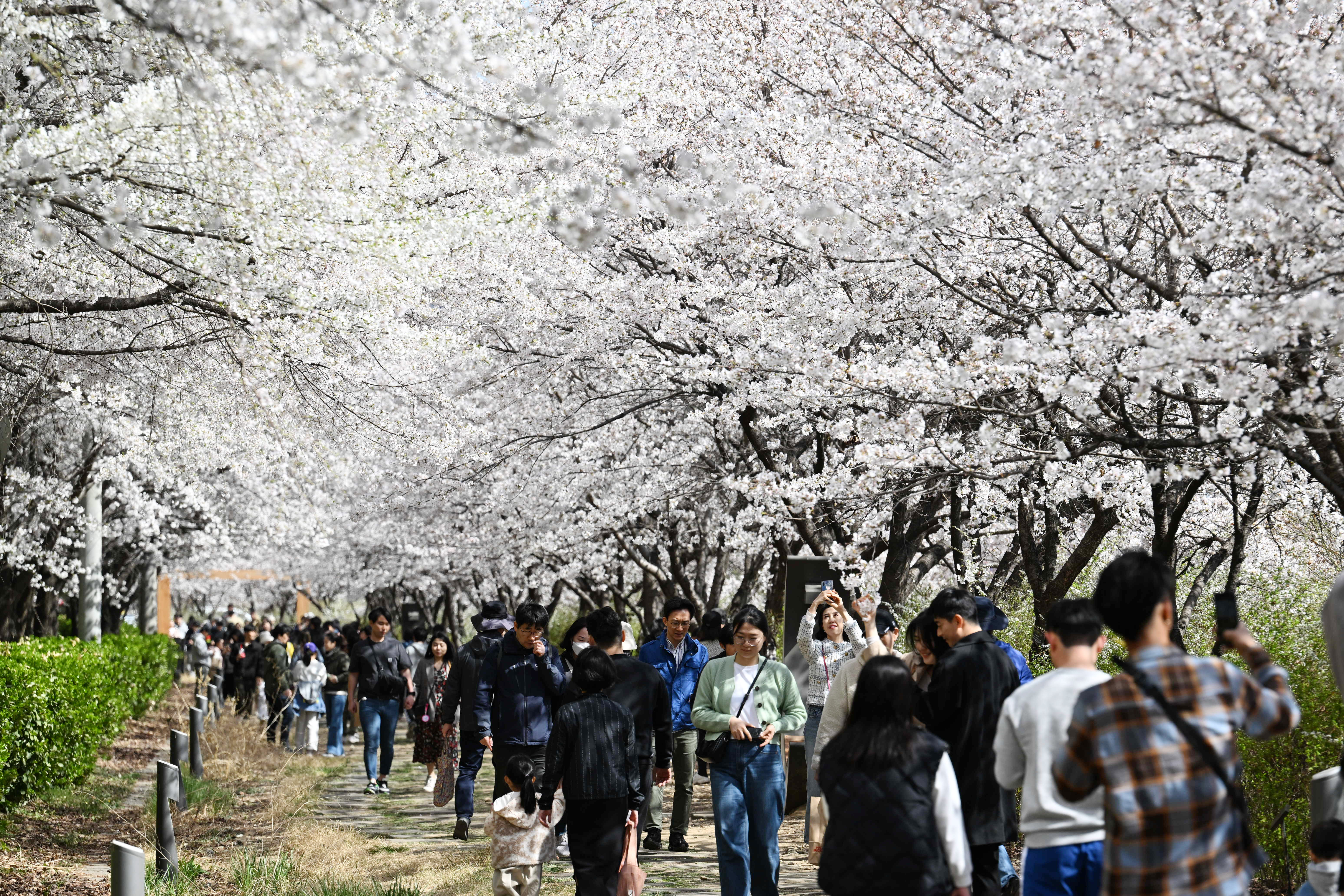 지난 26일 서울 송파구 장지천 벚꽃길을 찾은 시민들이 활짝 핀 벚꽃을 보며 산책하고 있다. 2023.3.26 도준석 기자
