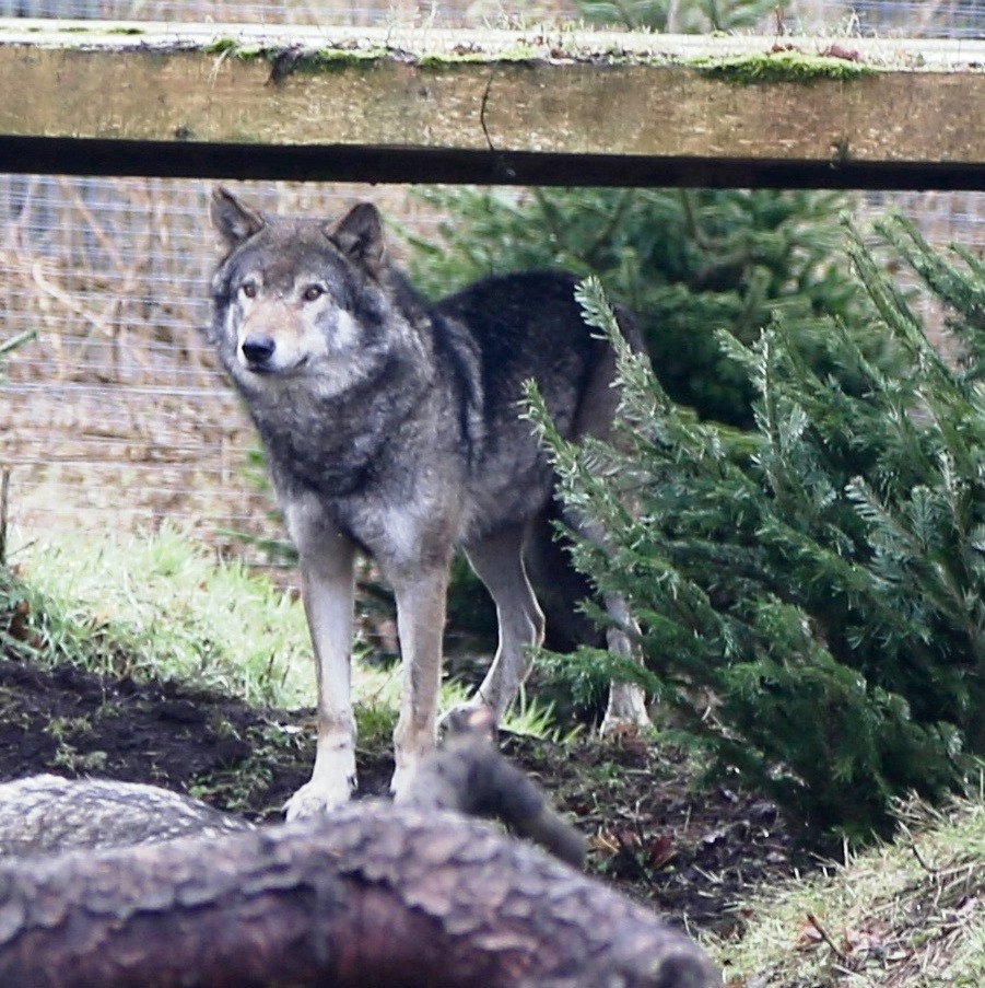 합병증으로 고통받아 27일 안락사된 늑대 ‘로키’. 캠퍼다운 야생동물센터 페이스북