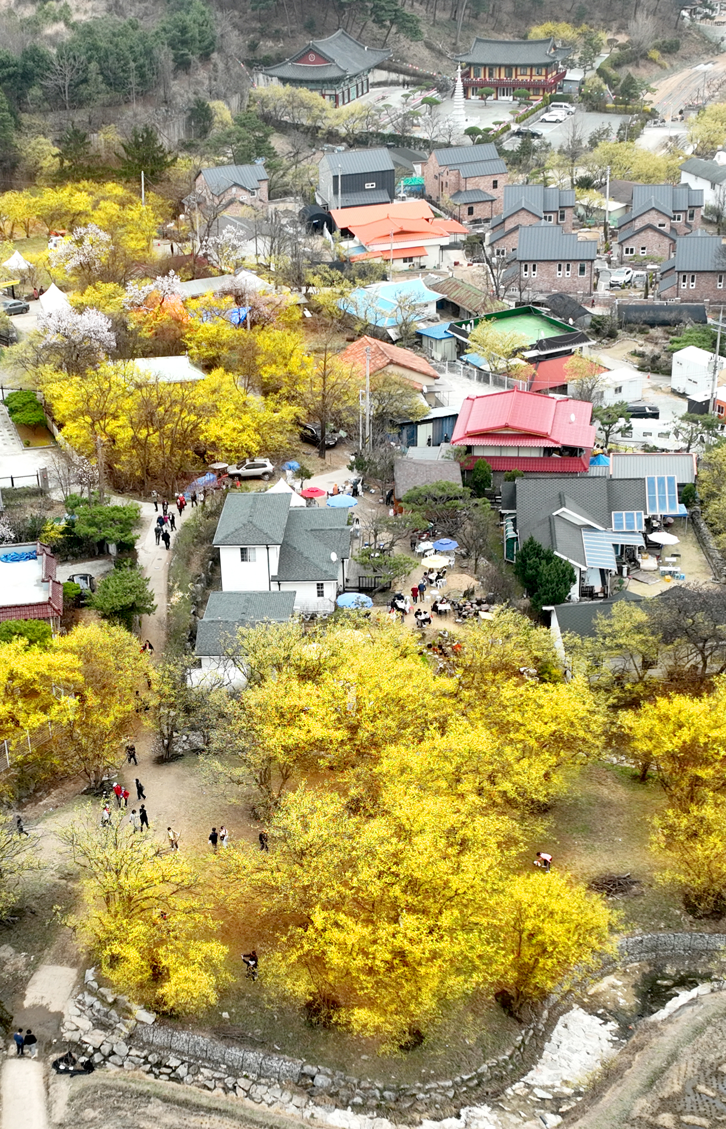 이천 백사마을 곳곳에 자리잡은 산수유 군락지가 가옥과 어우러지며 아채로운 광경을 연출하고 있다.