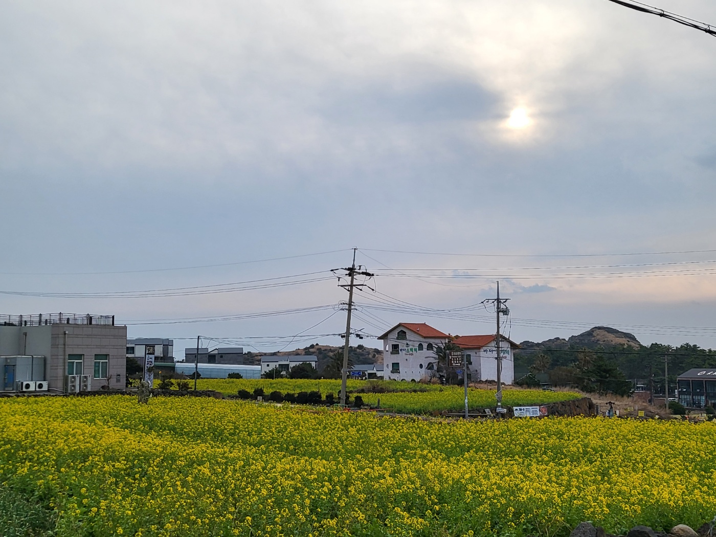 유채꽃이 만발한 서귀포시 안덕면 사계리의 모습. 제주 강동삼 기자