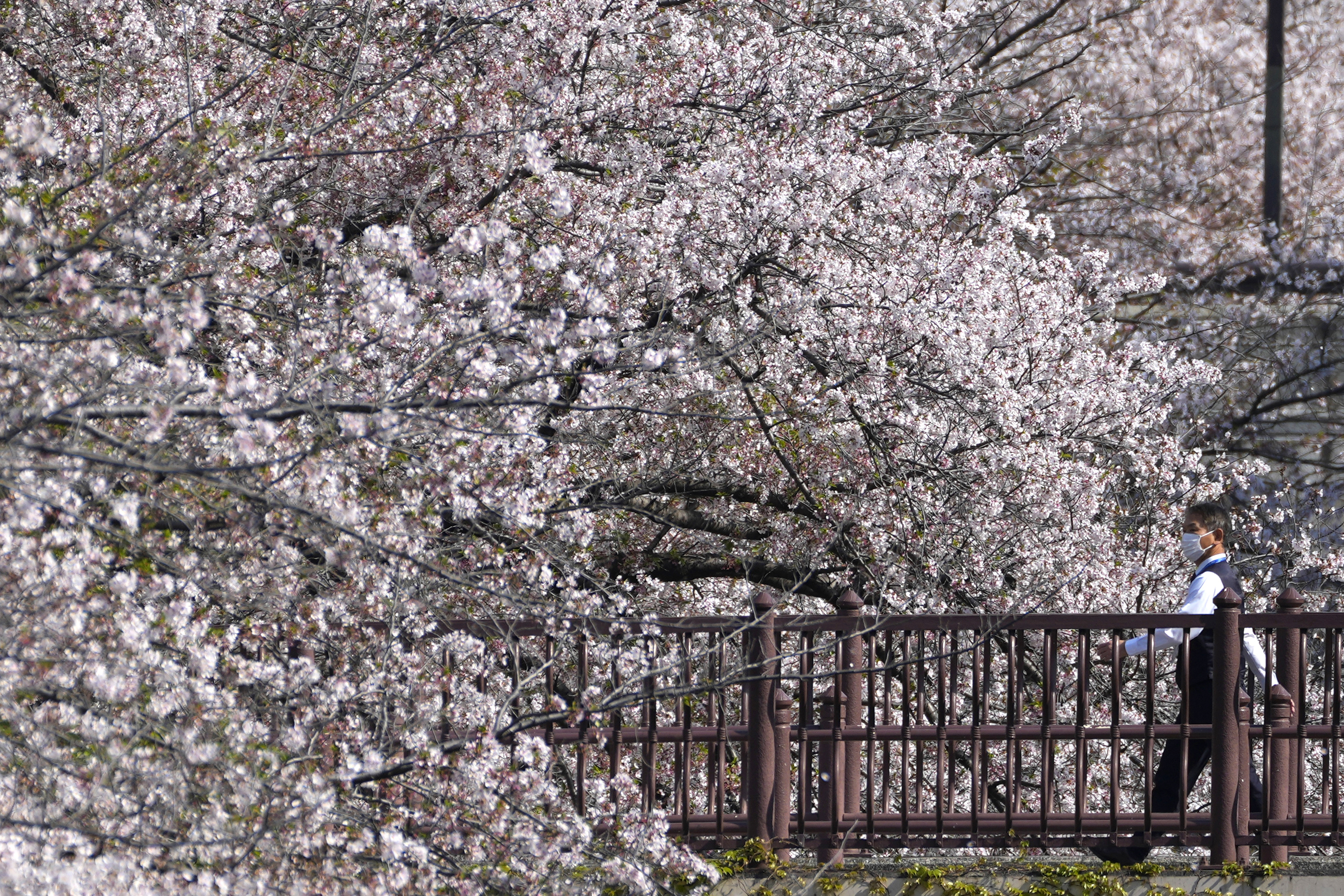 일본 도쿄의 벚꽃 명소인 메구로강 주변을 한 방문객이 걸어가고 있다. 사진은 기사 내용과 무관함. 2023.4.4 AP 연합뉴스