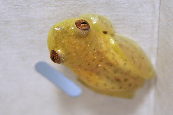 영국인 얀 지오비나조가 바나나를 먹으려다 발견한 개구리는 ‘님바산 리드 개구리(Mount Nimba reed frog , Hyperolius nimbae)’인 것으로 확인됐다.  위키피디아