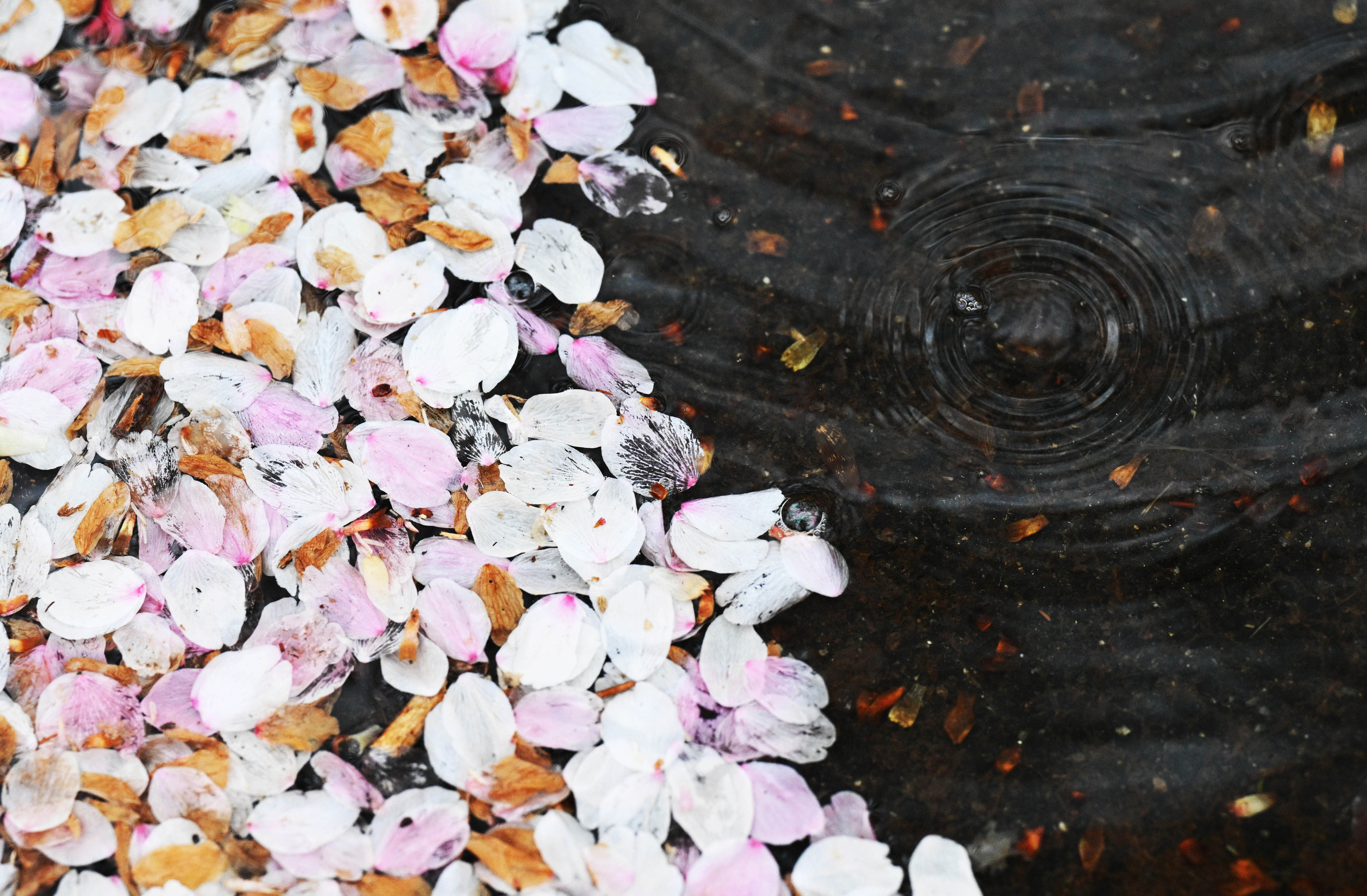 봄비가 내린 5일 서울 영등포구 여의도 운중로 벚꽃길에 꽃잎이 떨어져 있다. 2023.4.5 홍윤기 기자