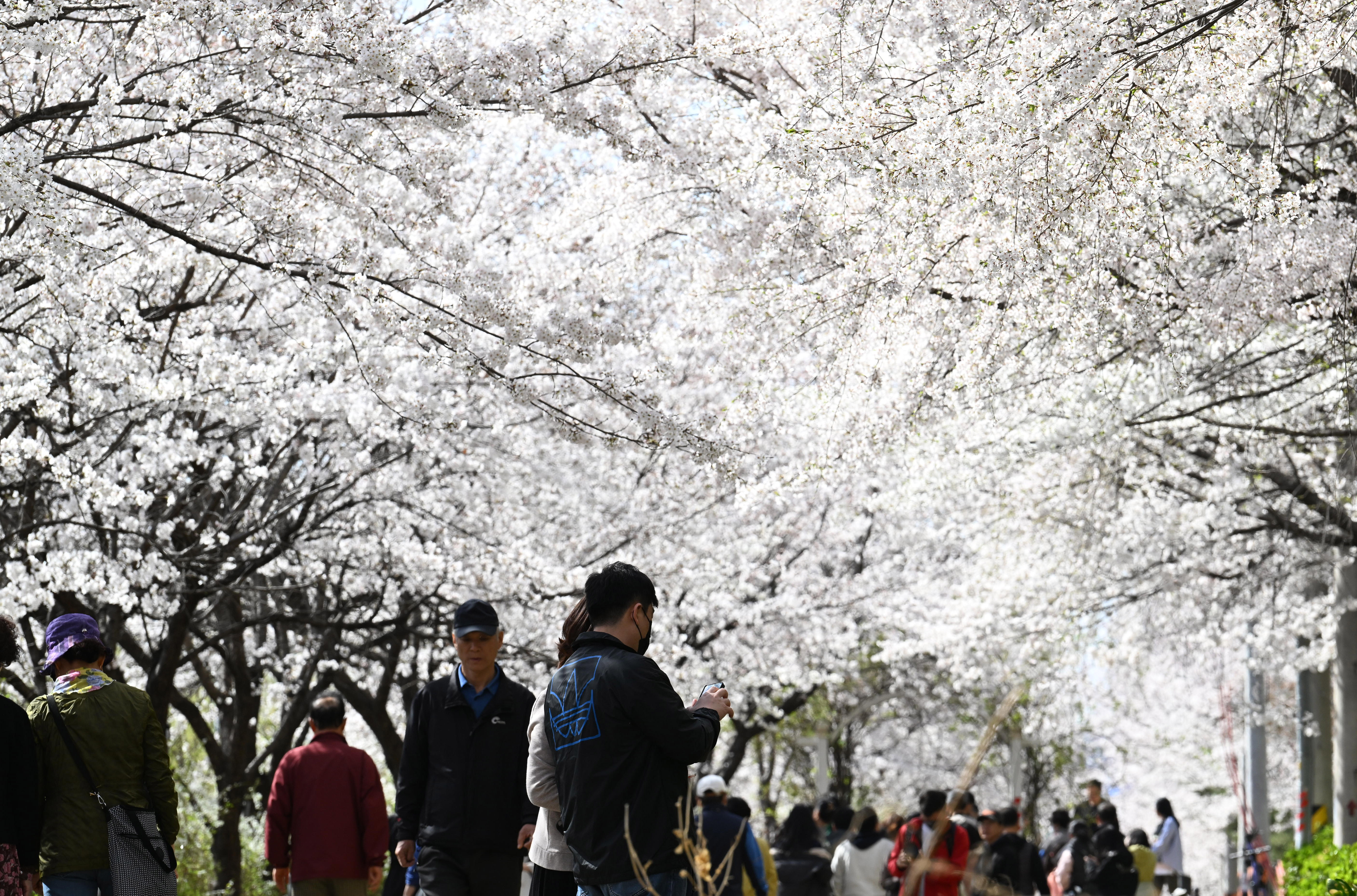 지난 26일 서울 송파구 장지천 벚꽃길을 찾은 시민들이 활짝 핀 벚꽃을 보며 산책하고 있다. 2023.3.26. 도준석 기자