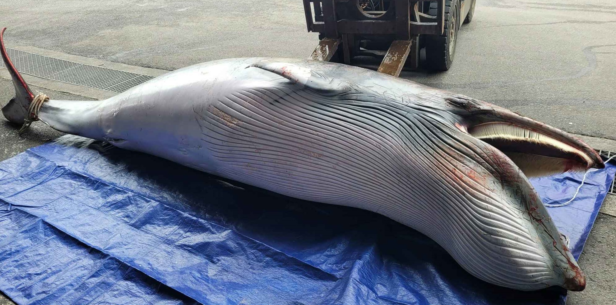 남해 앞 바다에서 혼획된 밍크고래
