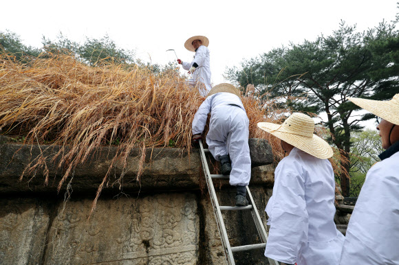 한식인 6일 경기도 구리시 동구릉 내 태조 이성계의 무덤인 건원릉에서 봉분을 덮고 있는 억새를 자르는 ‘청완 예초의’가 치러지고 있다. 2023.4.6 연합뉴스