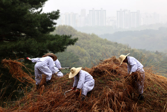 한식인 6일 경기도 구리시 동구릉 내 태조 이성계의 무덤인 건원릉에서 봉분을 덮고 있는 억새를 자르는 ‘청완 예초의’가 치러지고 있다. 2023.4.6 연합뉴스