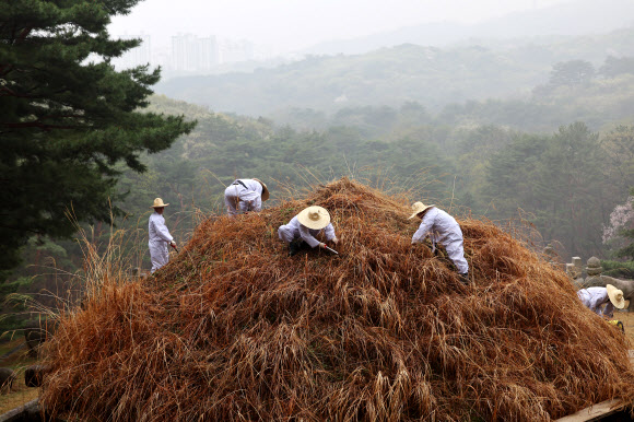 한식인 6일 경기도 구리시 동구릉 내 태조 이성계의 무덤인 건원릉에서 봉분을 덮고 있는 억새를 자르는 ‘청완 예초의’가 치러지고 있다. 2023.4.6 연합뉴스