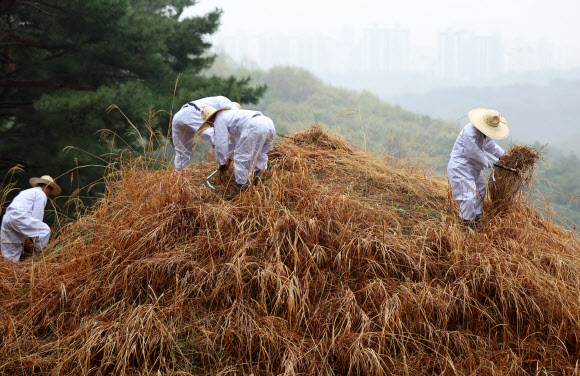 한식인 6일 경기도 구리시 동구릉 내 태조 이성계의 무덤인 건원릉에서 봉분을 덮고 있는 억새를 자르는 ‘청완 예초의’가 치러지고 있다. 2023.4.6 연합뉴스