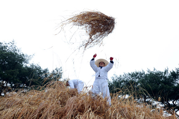 한식인 6일 경기도 구리시 동구릉 내 태조 이성계의 무덤인 건원릉에서 봉분을 덮고 있는 억새를 자르는 ‘청완 예초의’가 치러지고 있다. 2023.4.6 연합뉴스