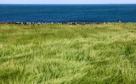 11일 오전 제주시 이호동 바닷가의 청보리밭에서 시민이 산책하고 있다. 2023.4.11 연합뉴스