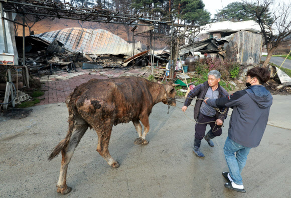 11일 산불이 발생한 강릉시 저동 야산 인근에서 주민 이세기(64) 씨와 그의 가족이 집이 전소된 뒤 살아남은 자신이 키우던 소 두 마리를 가족과 함께 구출하고 있다.  이씨는 이곳 저동 야산 아래 42년째 거주 중이었으나 이번 산불로 삶의 터전을 잃었다. 키우던 소 세 마리 중 한 마리는 화마에 도망갔고 두 마리는 구출됐다. 2023.4.11 연합뉴스