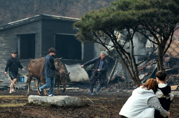 11일 산불이 발생한 강릉시 저동 야산 인근에서 주민 이세기(64) 씨와 가족이 집이 전소된 뒤 살아남은 자신이 키우던 소 두 마리를 가족과 함께 구출하고 있다.  이씨는 이곳 저동 야산 아래 42년째 거주 중이었으나 이번 산불로 삶의 터전을 잃었다. 키우던 소 세 마리 중 한 마리는 화마에 도망갔고 두 마리는 구출됐다. 2023.4.11 연합뉴스