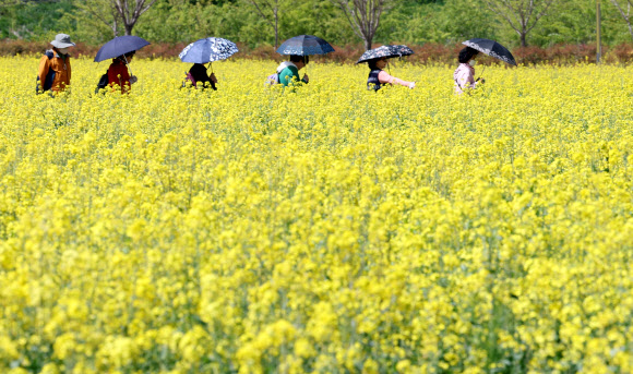 12일 오후 경남 창녕군 남지읍 낙동강 유채꽃밭에서 상춘객들이 꽃구경하고 있다. 군은 오는 13일부터 16일까지 일대에서 제18회 창녕낙동강유채축제를 개최한다. 면적은 100만㎡가 넘을 정도로 넓다. 2023.4.12 연합뉴스