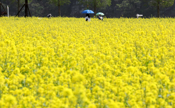 12일 오후 경남 창녕군 남지읍 낙동강 유채꽃밭에 상춘객이 꽃구경하고 있다. 군은 오는 13일부터 16일까지 일대에서 제18회 창녕낙동강유채축제를 개최한다. 면적은 100만㎡가 넘을 정도로 넓다. 2023.4.12 연합뉴스