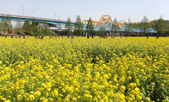 12일 오후 경남 창녕군 남지읍 낙동강 유채꽃밭에 상춘객이 꽃구경하고 있다. 군은 오는 13일부터 16일까지 제18회 창녕낙동강유채축제를 개최한다. 면적은 100만㎡가 넘을 정도로 넓다. 2023.4.12 연합뉴스