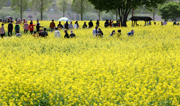 12일 오후 경남 창녕군 남지읍 낙동강 유채꽃밭에 상춘객이 꽃구경하고 있다. 군은 오는 13일부터 16일까지 일대에서 제18회 창녕낙동강유채축제를 개최한다. 면적은 100만㎡가 넘을 정도로 넓다. 2023.4.12 연합뉴스
