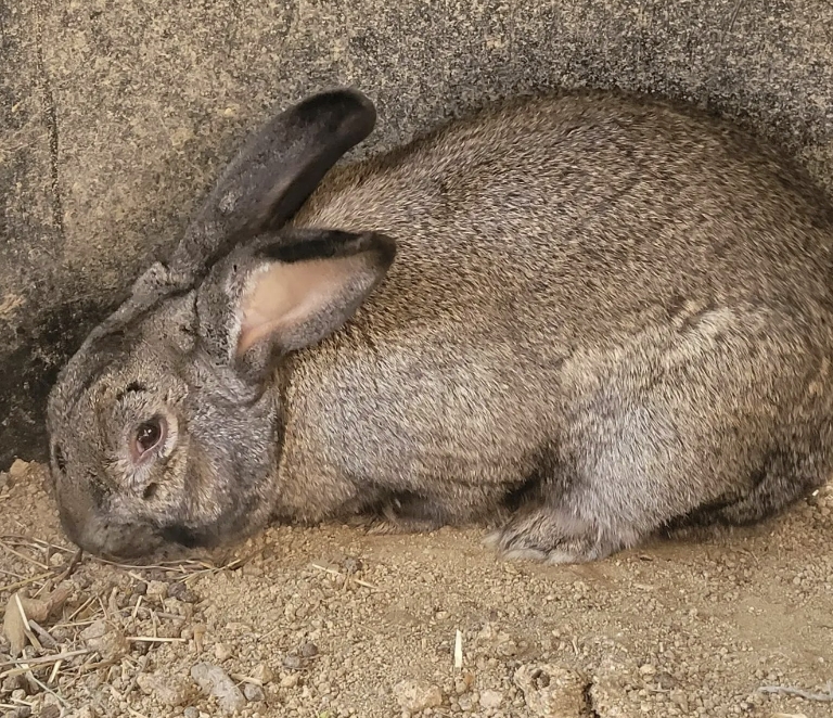 산불 피해 지역에서 발견된 검게 그을린 토끼. 동물자유연대 인스타그램