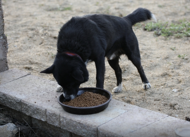 챙겨준 밥과 물을 먹는 개. 동물자유연대 인스타그램