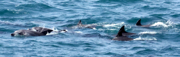 17일 오전 제주 서귀포시 대정읍 앞바다에서 남방큰돌고래 무리가 헤엄치고 있다. 2023.4.17 연합뉴스