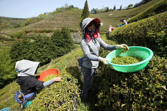 절기 곡우(穀雨)를 사흘 앞둔 17일 전남 보성군 회천면 한 녹차밭에서 농부들이 찻잎을 따고 있다. 곡우 전에 딴 차는 우전차(雨前茶)라 부르며 촉감이 부드럽고 향과 맛이 좋다. 2023.4.17 연합뉴스