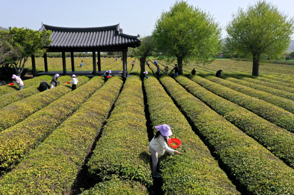 절기 곡우(穀雨)를 사흘 앞둔 17일 전남 보성군 회천면 백록다원에서 농촌 체험과 농가 일손 돕기에 나선 MZ세대 군청 공무원들이 찻잎을 따고 있다. 곡우 전에 딴 차는 우전차(雨前茶)라 부르며 촉감이 부드럽고 향과 맛이 좋다. 2023.4.17 연합뉴스