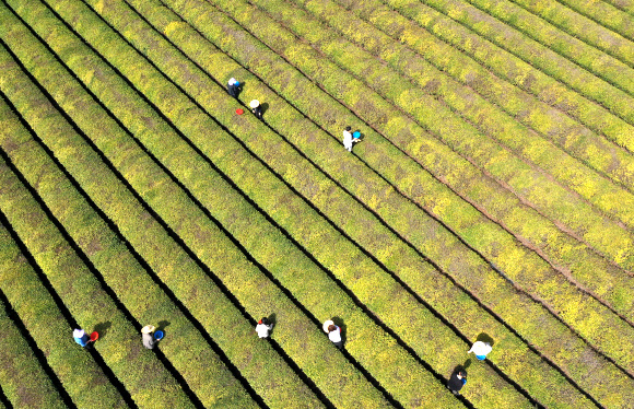절기 곡우(穀雨)를 사흘 앞둔 17일 전남 보성군 회천면 한 녹차밭에서 농부들이 찻잎을 따고 있다. 곡우 전에 딴 차는 우전차(雨前茶)라 부르며 촉감이 부드럽고 향과 맛이 좋다. 2023.4.17 연합뉴스