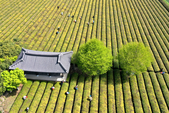 절기 곡우(穀雨)를 사흘 앞둔 17일 전남 보성군 회천면 백록다원에서 농부들이 찻잎을 따고 있다. 곡우 전에 딴 차는 우전차(雨前茶)라 부르며 촉감이 부드럽고 향과 맛이 좋다. 2023.4.17 연합뉴스