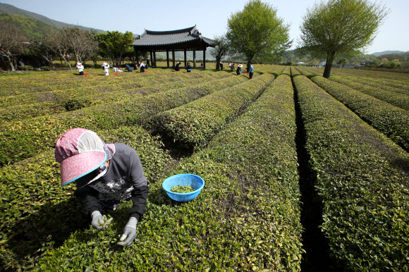 절기 곡우(穀雨)를 사흘 앞둔 17일 전남 보성군 회천면 한 녹차밭에서 농부들이 찻잎을 따고 있다. 곡우 전에 딴 차는 우전차(雨前茶)라 부르며 촉감이 부드럽고 향과 맛이 좋다. 2023.4.17 연합뉴스