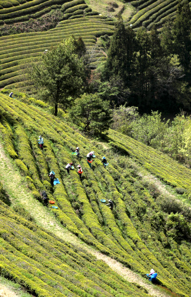 절기 곡우(穀雨)를 사흘 앞둔 17일 전남 보성군 회천면 한 녹차밭에서 농부들이 찻잎을 따고 있다. 곡우 전에 딴 차는 우전차(雨前茶)라 부르며 촉감이 부드럽고 향과 맛이 좋다. 2023.4.17 연합뉴스