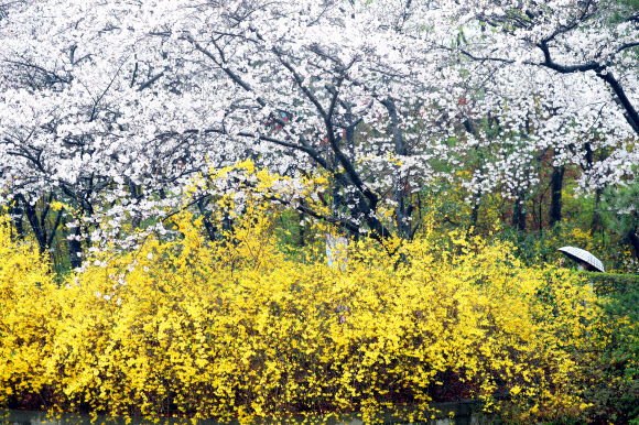전국적으로 봄비가 내린 23일 대구 달서구 이월드에서 벚꽃과 개나리가 만개해 봄 마중을 하고 있다. 2023.3.23 연합뉴스