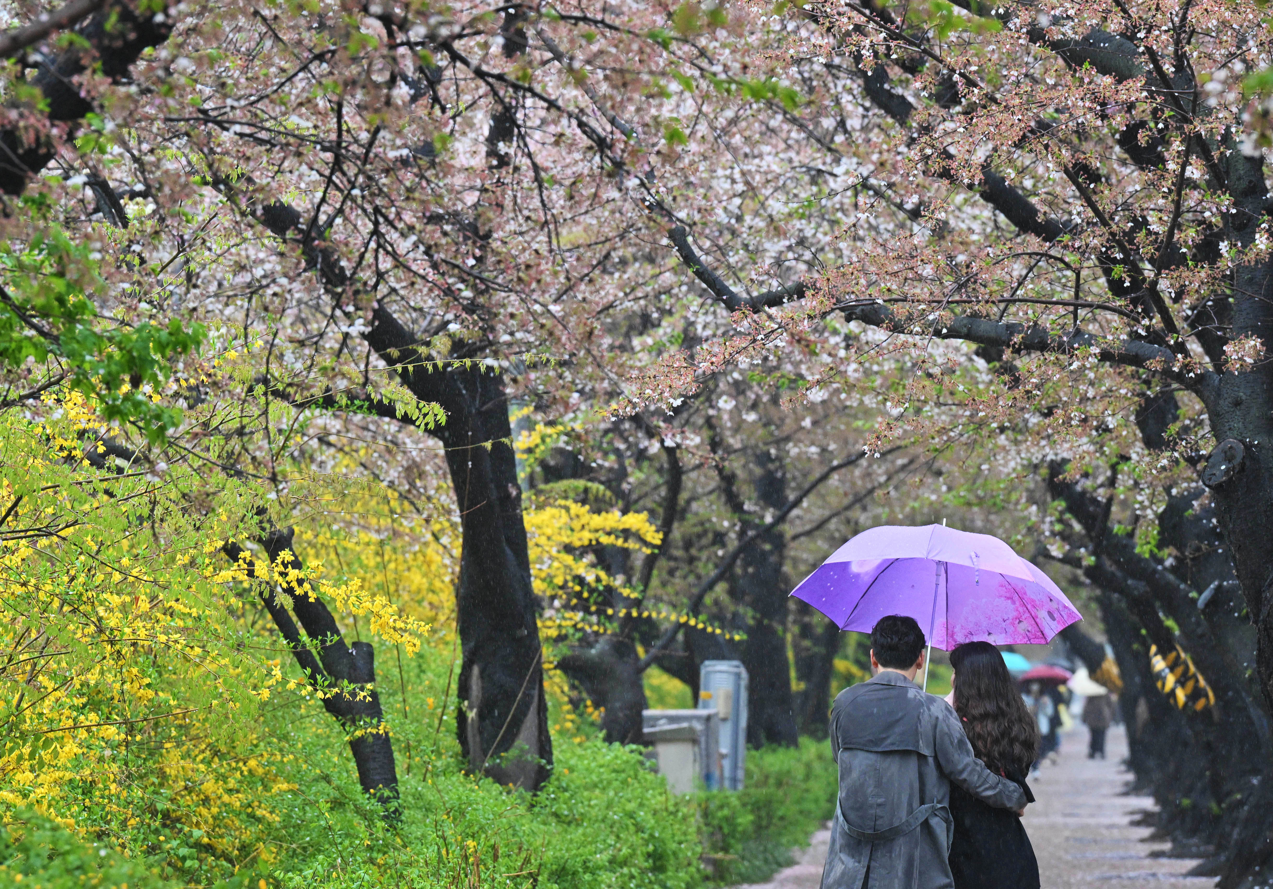 봄비가 내린 5일 서울 영등포구 여의도 운중로 벚꽃길이 한적한 모습을 보이고 있다.  2023.4.5 홍윤기 기자